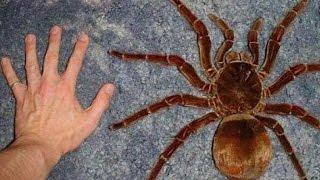 Incredible Spiders - National Geographic Full Documentaries HD