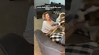 Saint Bernard excited to see owner so CUTE  #shorts #dogmom #cutemoments. #cutedog