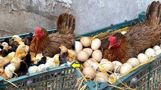 Can a Bloody hen Hatched 100 Eggs to baby chicks