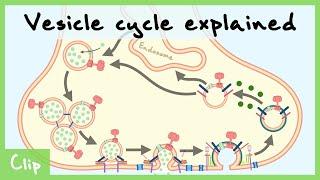 Vesicle Cycle Explained & Clathrin-Mediated Endocytosis  Clip