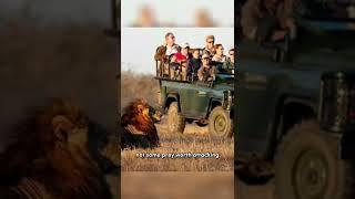 The Reason Why Lions Dont Attack Humans On Safari Vehicle