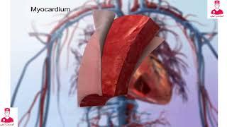 جدار القلب عضله القلب  cardiac muscle