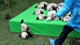 AWW SO CUTE BABY PANDAS Playing With Zookeeper  Funny baby pandas  Baby panda falling