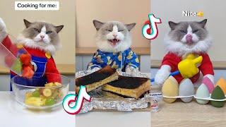 That Little Puff  Cats Make Food   TikTok Compilation 2023 #9