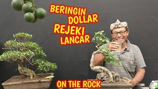 Bonsai Beringin Dollar On The Rock T.E.C