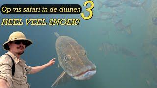 ZO VEEL SNOEK IN HELDER WATER - Op safari in de duinen 3