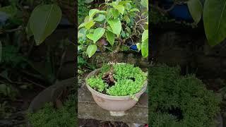 Ficus viren shohin bonsai Age - 5 years  grown from single cuttings#bonsai #ficus #ficusbonsai