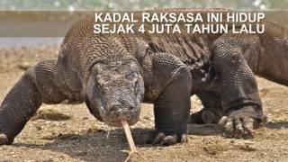 Komodo Kadal Raksasa Kebanggaan Indonesia