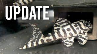 Fish Room Update - Keeping and Breeding New Plecos