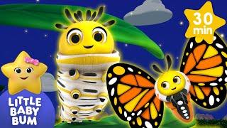 Caterpillar to Butterfly  Animal songs  Little Baby Bum