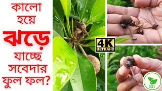 কী করলে ঝরবে না সবেদার ফুল ফল? গাছ ভর্তি সবেদা হবে কী করে? Sapodilla Flower Drop  RAJ Gardens  4K