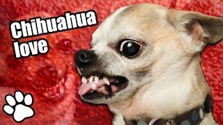 36 Angry Chihuahuas  Try Not To Laugh  That Pet Life