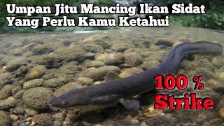 Umpan jitu mancing ikan sidat atau pelus