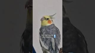 ringtone cockatiel. #birds