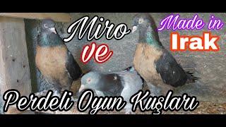 Miro ve Perde Ayaklı Oyun Kuşu. Watsap.545.550.0192 Irak Oyun KuşuOrjinal MiroSaddam Hüseyinin Kuş