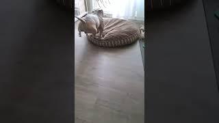 CUTE AMERICAN BULLY GETS THE ZOOMIES  #cute #dog #shorts