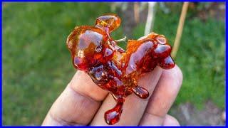 Tree Sap is Edible & Benefits Tree Gum