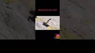 Funny pet part 14  eagle @BookofMyLife_MrHuy  #pet #funny #funnyvideo