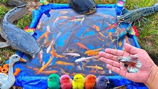Mancing ikan cupang warna warni ikan lele ikan hias ikan koi ikan mas kura-kura bebek.part760