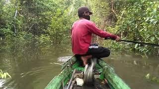 banyak ikan tapah berkeliaran disaat air banjir#131