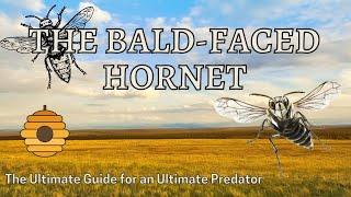 The Critter Chronicles  The Bald Faced Hornet