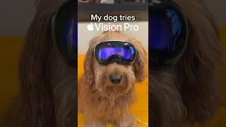 First dog to try Apple Vision Pro #goldendoodle #apple #visionpro