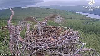Louis the Loch Arkaig Osprey skydances before arriving at his nest 10 Jul 2024