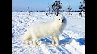 Arctic Fox - 3 Return of the Furry