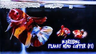 In-Breeding Plakat Nemo Copper