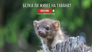 Белка ли живее на тавана?