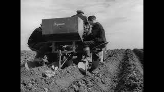 Where the praties grow  Carlingford Co Louth  potato farming Ireland  1952