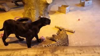 Агрессивный ягуар Пантера нападает на посетителей зоопарка