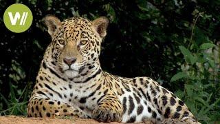 Secret Brazil Jaguar the king of the Pantanal  Animal documentary - Part 12