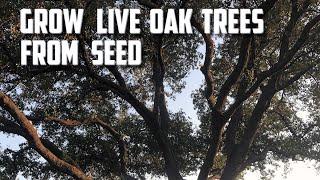 Grow Live Oak Trees From Seed