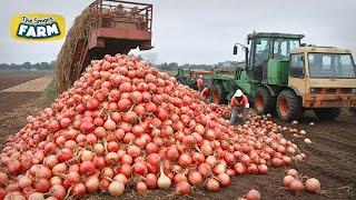 Modern Onion Farming Technology How to Process TONS of Onions in Factory