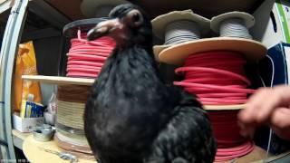 Laszlos Pigeon