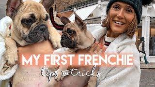 FRENCH BULLDOG - FRENCHIE PUPPY UPDATE THINGS TO KNOW & TRAINING  Blaise Dyer