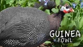 Guinea Fowl Sound the Alarm