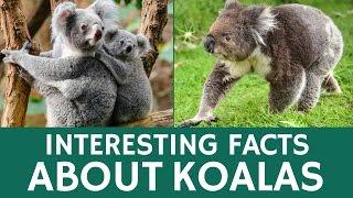 Interesting Facts about Koalas - Animal Videos for Students and School Education