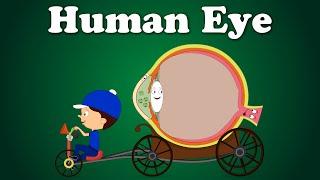 Human Eye  #aumsum #kids #science #education #children