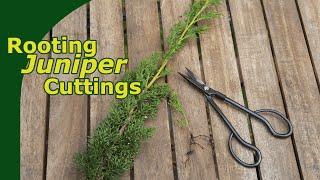 Rooting Juniper Cuttings
