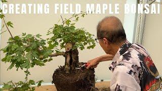 Field Maple Bonsai - Interesting and Large