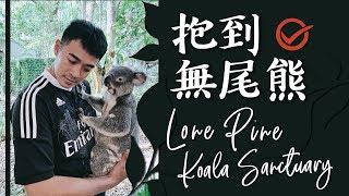 我在澳洲抱到無尾熊 還遇到袋鼠界的館長 Australia Lone Pine Koala Sanctuary Vlog EP6