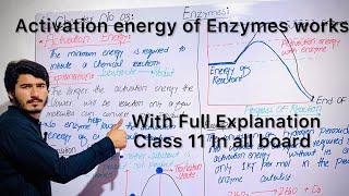 Effects of Enzymes on Activation Energy#Activation barrier