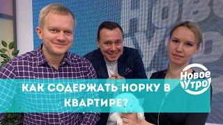 Как содержать норку в квартире?