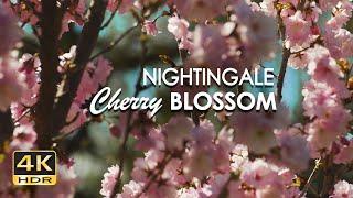 4K HDR Nightingale & Cherry Blossom - Relaxing Birdsong & Flowering Trees - Bird Sounds for Sleeping