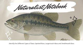 Naturalist Notebook - Identifying Bass Spotted Largemouth & Smallmouth