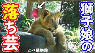 ボール遊びに夢中になるアネ櫓から見事に落ちる芸を見せたとべ動物園の赤ちゃんライオンさん