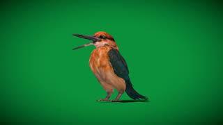 Guam Micronesian Kingfisher Bird 3D Animal