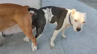 Pitbull dog first time mating video male and female